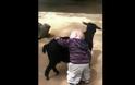 Μπόμπιρας αγκαλιάζει κατσίκες γιατί νομίζει ότι είναι σκυλάκια! [Video]