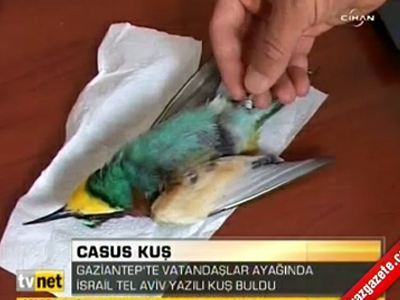Πουλί ύποπτο για… κατασκοπεία στην Τουρκία - Φωτογραφία 1