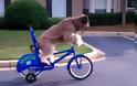 VIDEO: Ο σκύλος που κάνει μόνος του ποδήλατο!
