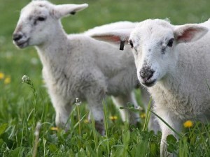 ΡΟΔΟΣ: Ήθελε να κλέψει πρόβατο για να κάνει σεξ μαζί του - Φωτογραφία 1