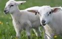 ΡΟΔΟΣ: Ήθελε να κλέψει πρόβατο για να κάνει σεξ μαζί του