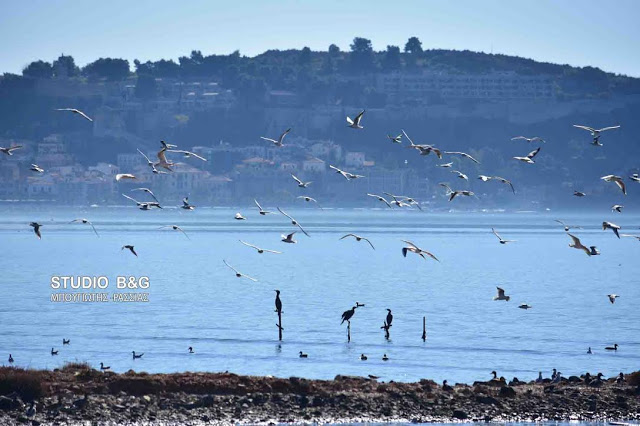 Υποβαθμίζονται οι υγρότοποι της χώρας μας - Φωτογραφία 2