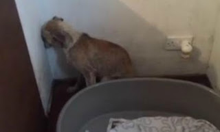 ΡΑΓΙΖΕΙ ΚΑΡΔΙΕΣ η κακοποιημένη σκυλίτσα που δεν τολμάει να κοιτάξει πουθενά... [video] - Φωτογραφία 1