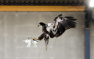 Με εκπαιδευμένους αετούς σχεδιάζει να αντιμετωπίσει τα drones η Ολλανδία - Φωτογραφία 1