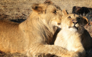 Μεγάλος πληθυσμός λιονταριών βρέθηκε κρυμμένος σε απομακρυσμένη περιοχή της Αιθιοπίας - Φωτογραφία 1
