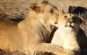 Μεγάλος πληθυσμός λιονταριών βρέθηκε κρυμμένος σε απομακρυσμένη περιοχή της Αιθιοπίας