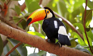 Tucan: Tο πουλί με το πολύχρωμο ράμφος - Φωτογραφία 1