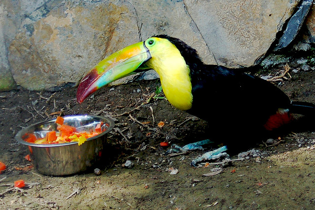 Tucan: Tο πουλί με το πολύχρωμο ράμφος - Φωτογραφία 2
