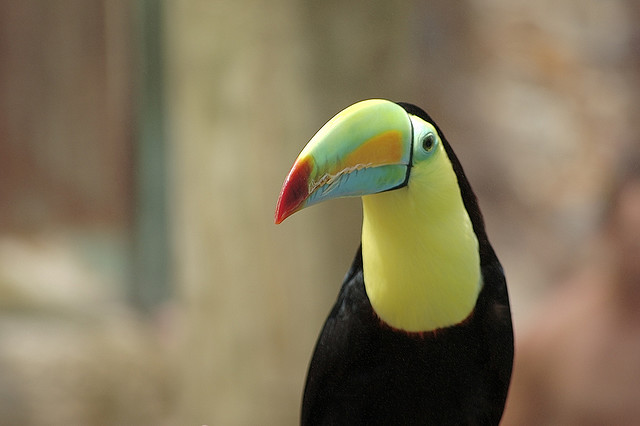 Tucan: Tο πουλί με το πολύχρωμο ράμφος - Φωτογραφία 4
