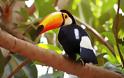 Tucan: Tο πουλί με το πολύχρωμο ράμφος