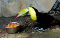 Tucan: Tο πουλί με το πολύχρωμο ράμφος - Φωτογραφία 2