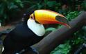 Tucan: Tο πουλί με το πολύχρωμο ράμφος - Φωτογραφία 3