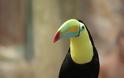 Tucan: Tο πουλί με το πολύχρωμο ράμφος - Φωτογραφία 4