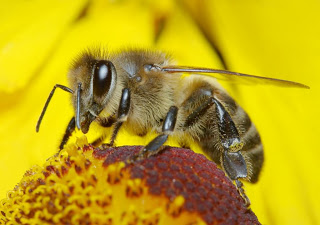 Θανατηφόρος ιός εξαφανίζει τις μέλισσες... - Φωτογραφία 1