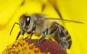 Θανατηφόρος ιός εξαφανίζει τις μέλισσες...