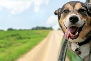Γιατί οι σκύλοι λατρεύουν να βγάζουν το κεφάλι τους έξω από το αυτοκίνητο; - Φωτογραφία 1