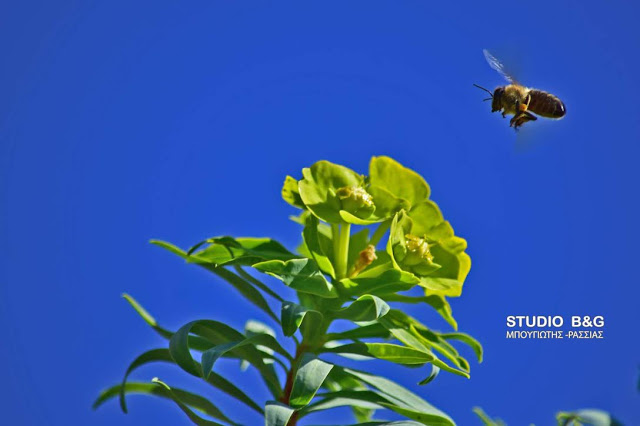 Κίνδυνος εξαφάνισης των μελισσών στην Αργολίδα - Φωτογραφία 2