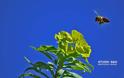 Κίνδυνος εξαφάνισης των μελισσών στην Αργολίδα - Φωτογραφία 2
