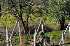 ΤΡΙΚΑΛΑ: Το αμπέλι «έκρυβε» χειροβομβίδες και βλήμα-έγινε σήμερα η εξουδετέρωση [photos]