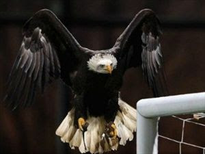 Ο αετός του ΠΑΟΚ θα πετάει πάνω από τη Τούμπα - Φωτογραφία 1