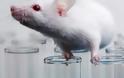 Εκπληκτικό: Ρώσοι επιστήμονες μεταμόσχευσαν τον πρώτο 3D εκτυπωμένο θυρεοειδή σε ποντίκι