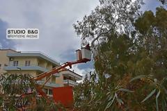 Εκτεταμένο κλάδεμα και κοπή δέντρων στο Ναύπλιο
