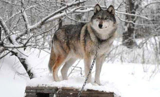 Οι λύκοι έχουν περισσότερες από 2.000 διαφορετικές «διαλέκτους» - Φωτογραφία 1