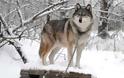 Οι λύκοι έχουν περισσότερες από 2.000 διαφορετικές «διαλέκτους»