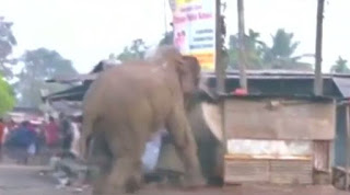 Βίντεο: Ελέφαντας σε κατάσταση αμόκ ισοπεδώνει χωριό - Φωτογραφία 1