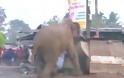 Βίντεο: Ελέφαντας σε κατάσταση αμόκ ισοπεδώνει χωριό