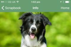 Fetch! A Microsoft Garage Project...Η Microsoft αναγνωρίζει τον σκύλο μας