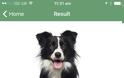 Fetch! A Microsoft Garage Project...Η Microsoft αναγνωρίζει τον σκύλο μας - Φωτογραφία 4