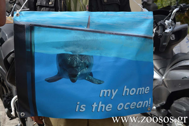 Διαμαρτυρήθηκαν για την αιχμαλωσία και την κακοποίηση των δελφινιών και στην Ελλάδα [video] - Φωτογραφία 2