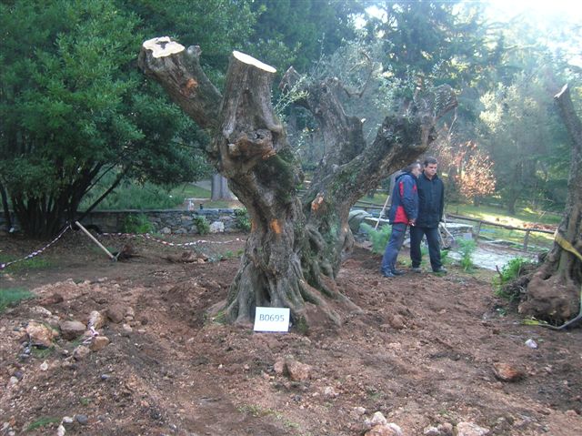 Υπεραιωνόβιες ελιές - μνημεία της φύσης στο Ιστορικό Τμήμα του Διομήδειου Κήπου - Φωτογραφία 2