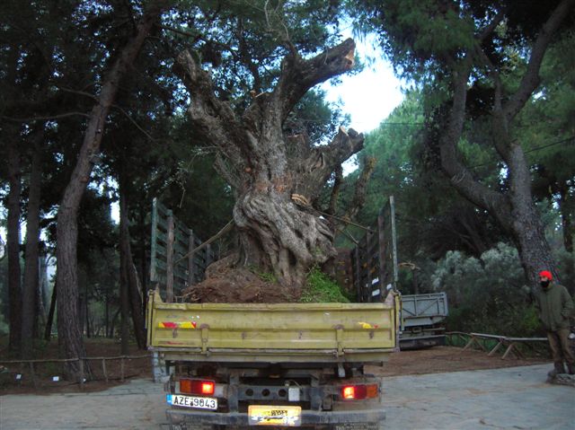 Υπεραιωνόβιες ελιές - μνημεία της φύσης στο Ιστορικό Τμήμα του Διομήδειου Κήπου - Φωτογραφία 3