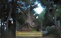 Υπεραιωνόβιες ελιές - μνημεία της φύσης στο Ιστορικό Τμήμα του Διομήδειου Κήπου - Φωτογραφία 3