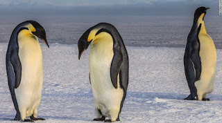 Νεκροί 150.000 πιγκουίνοι λόγω αποκλεισμού από παγόβουνο - Φωτογραφία 1