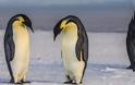 Νεκροί 150.000 πιγκουίνοι λόγω αποκλεισμού από παγόβουνο