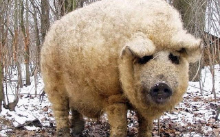 Το γουρούνι που μοιάζει με πρόβατο και… λειτουργεί σαν σκύλος - Φωτογραφία 1