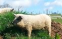 Το γουρούνι που μοιάζει με πρόβατο και… λειτουργεί σαν σκύλος - Φωτογραφία 4
