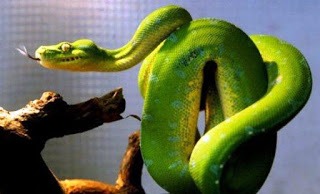 Αγνωστες πληροφορίες για τα φίδια! - Φωτογραφία 1