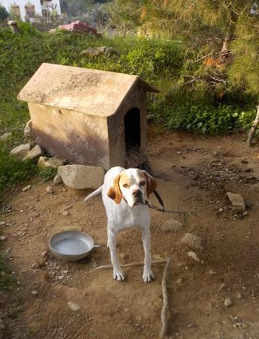 Ανακοίνωση για κακοποιήσεις ζώων στην Ικαρία: Άγνοια σημαίνει δε γνωρίζω κάτι [- Και όπως όλοι ξέρουμε ‘‘Η ΑΝΓΟΙΑ ΣΚΟΤΩΝΕΙ’’. - Φωτογραφία 5