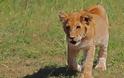 Ασφαλή τέσσερα λιοντάρια που έκαναν… βόλτα στο Ναϊρόμπι