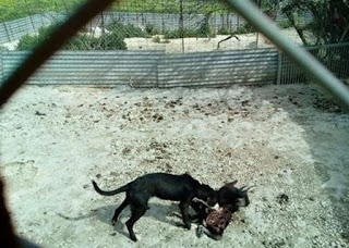 Σκόπιμη ενέργεια η εγκατάλειψη σκύλου τον οποίο σκότωσαν σκυλιά που φιλοξενεί η Ζωόφιλη Δράση στο Γάζι - Φωτογραφία 1