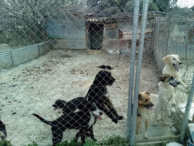 Σκόπιμη ενέργεια η εγκατάλειψη σκύλου τον οποίο σκότωσαν σκυλιά που φιλοξενεί η Ζωόφιλη Δράση στο Γάζι - Φωτογραφία 2
