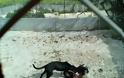 Σκόπιμη ενέργεια η εγκατάλειψη σκύλου τον οποίο σκότωσαν σκυλιά που φιλοξενεί η Ζωόφιλη Δράση στο Γάζι