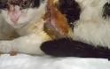 Έγινε μεταμόσχευση δέρματος στο κεφάλι της γάτας που κάποιος έκαψε στα Μάλγαρα