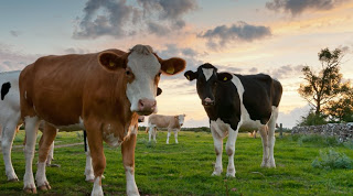 Σουηδοί επιστήμονες: Μειώστε την κατανάλωση βοδινού και γαλακτοκομικών για να σταματήσει η κλιματική αλλαγή - Φωτογραφία 1