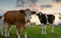 Σουηδοί επιστήμονες: Μειώστε την κατανάλωση βοδινού και γαλακτοκομικών για να σταματήσει η κλιματική αλλαγή