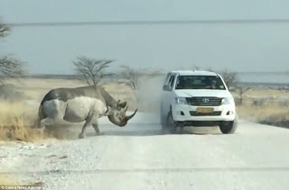 Συγκλονιστικό βίντεο: Η στιγμή που ένας ρινόκερος επιτίθεται σε τζιπ με τουρίστες... [video] - Φωτογραφία 1